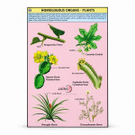 Homologous Organs